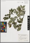 Foto von Salix L.